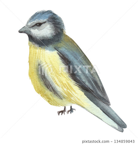 Watercolor illustration of blue tit with yellow and black feathers. Isolated on a white background. Songbird. Element for designing invitations, postcards, educational materials, nature. Hand drawn 134859843