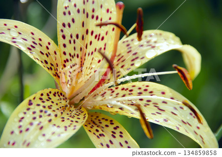 Yellow lily speckled macro growing in garden. Garden flowers 134859858