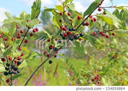 Branches of Frangula alnus with black and red berries Branches of Frangula alnus with black and red berries 134859864