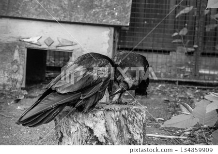 Beautiful black crows sit on a stump Beautiful black crows sit on a stump 134859909