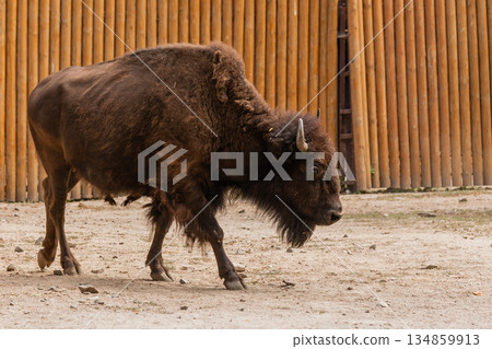 Young beautiful bison 134859913
