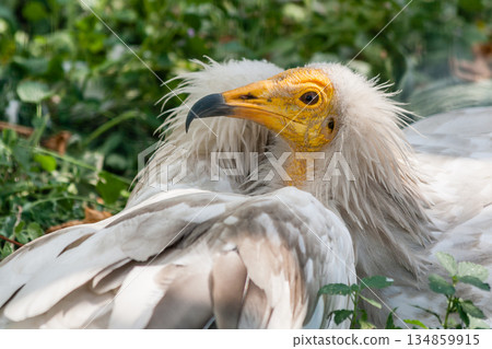 Common vulture (Neophron percnopterus) Common vulture (Neophron percnopterus) 134859915