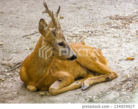 A small deer lies on the ground A small deer lies on the ground 134859927