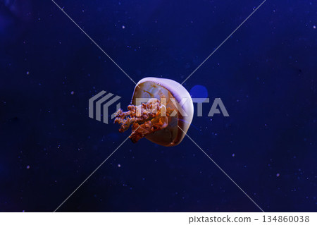 underwater photos of jellyfish Rhopilema esculentum, Flame jellyfish 134860038