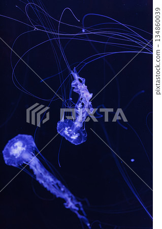 underwater photos of jellyfish chrysaora achlyos jellyfish black sea nettle 134860039