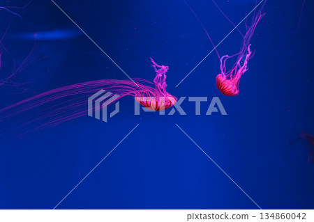 underwater photos of jellyfish chrysaora pacifica jellyfish japanese sea nettle underwater photos of jellyfish chrysaora pacifica jellyfish japanese sea nettle 134860042
