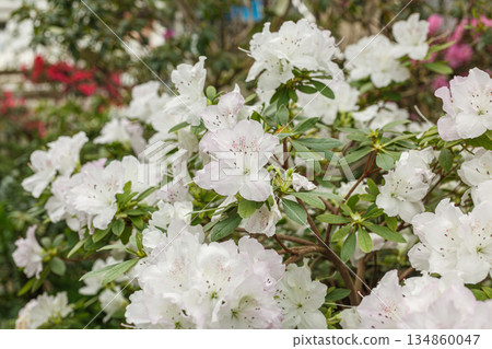Beautiful blooming white Azalea bushes 134860047