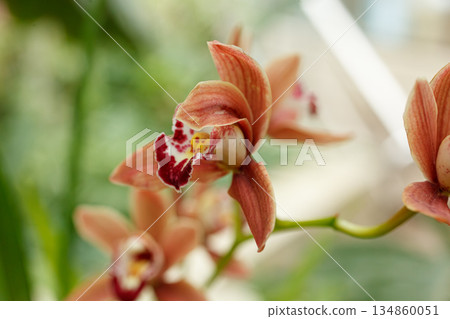 Beautiful blooming orchids of different colors Beautiful blooming orchids of different colors 134860051