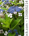 藍色繡球花 134860214
