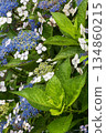 藍色繡球花 134860215
