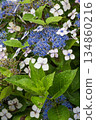 藍色繡球花 134860216