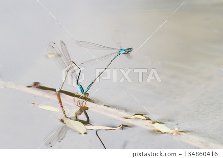 A thin-spotted dragonfly laying eggs 134860416
