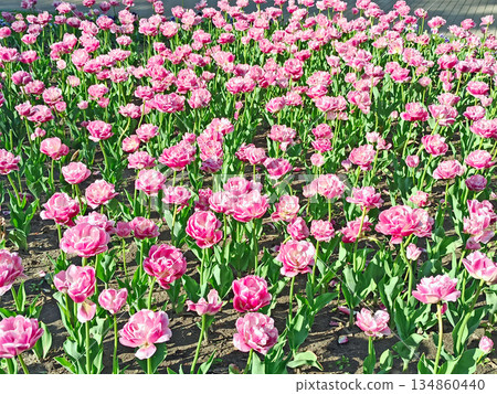 Pink tulips on the flower-bed. Spring flowers Pink tulips on the flower-bed. Spring flowers 134860440