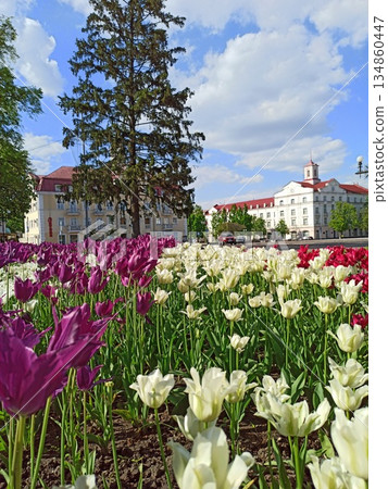 Beautiful spring tulips on flower bed in city in bright day. Flowerbed 134860447