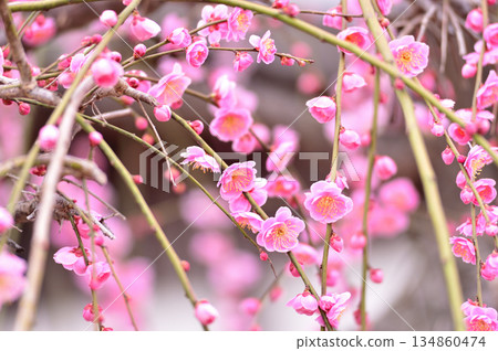 Welcome to spring 134860474