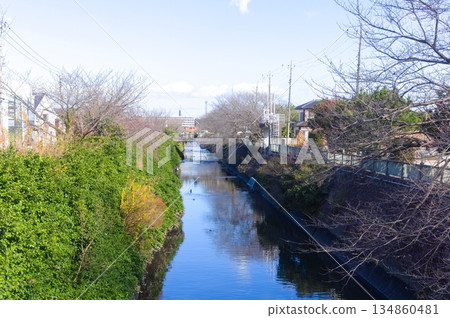 Okasugawa, Ichikawa City, Chiba PrefectureDecember 2025 134860481