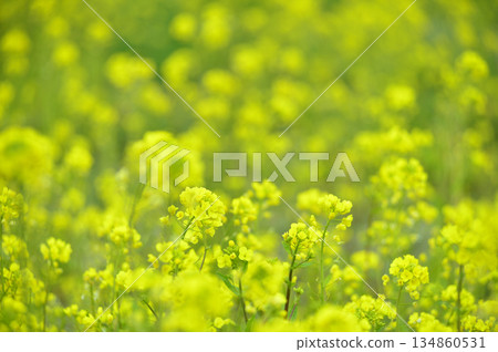 Rape field I saw someday 134860531