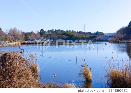 2025年12月，千葉縣野田市五田沼附近 134860681