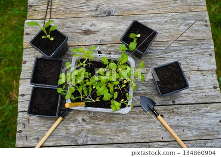 Gardener preparing seedling tray and small black pots with seedlings of asters on a wooden table, top view 134860904