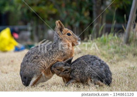 瑪拉的父母和孩子 瑪拉的父母和孩子 134861120