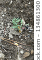 Mini tomato bud 134861300