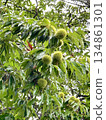Chestnut fruit 134861301