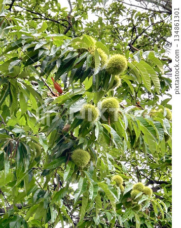 Chestnut fruit Chestnut fruit 134861301
