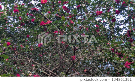 Forest scenery 134861391