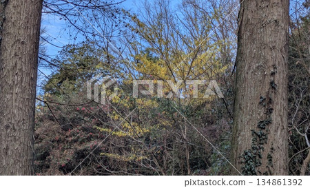 Forest scenery 134861392