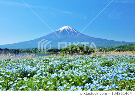 初夏的藍天和nemophila風景，以及富士山 134861464