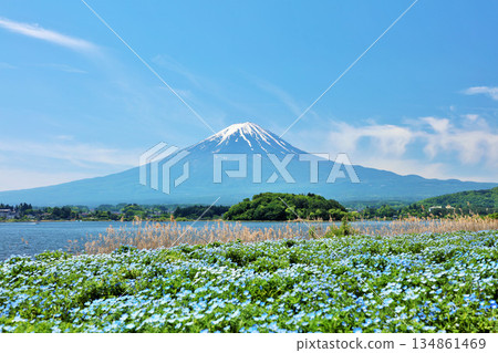Early summer blue sky and nemophila scenery, and Mt. Fuji 134861469