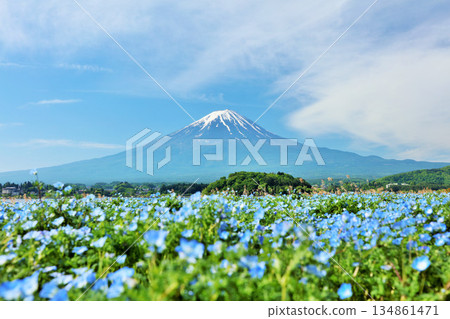 初夏的藍天和nemophila風景，以及富士山 134861471
