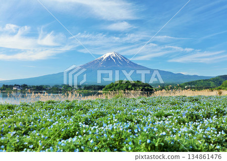 初夏的藍天和nemophila風景，以及富士山 134861476