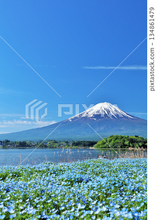 初夏的藍天和nemophila風景,以及富士山 初夏的藍天和nemophila風景,以及富士山 134861479