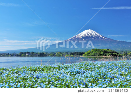 初夏的藍天和nemophila風景,以及富士山 初夏的藍天和nemophila風景,以及富士山 134861480