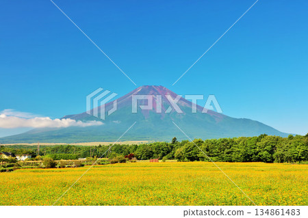 夏日的藍天，盛開的黃色波斯菊，還有富士山。 134861483