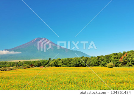 夏日的藍天，盛開的黃色波斯菊，還有富士山。 134861484