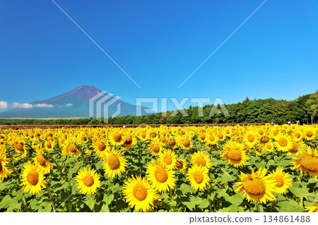 Summer blue sky and sunflower in full bloom And Mt. Fuji Summer blue sky and sunflower in full bloom And Mt. Fuji 134861488