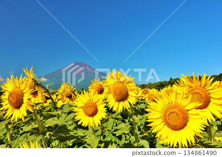 Summer blue sky and sunflower in full bloom And Mt. Fuji Summer blue sky and sunflower in full bloom And Mt. Fuji 134861490