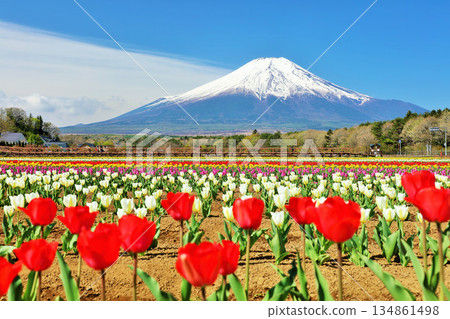 春天的藍天和盛開的鬱金香和富士山 春天的藍天和盛開的鬱金香和富士山 134861498