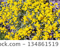 Aurinia saxatilis in the spring time. Yellow golden-tuft madwort or rock madwort blossom in garden. Basket of Gold flowers, close up. Full bloom background 134861519