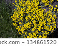 Flowering of golden alyssum or Aurinia saxatilis. 134861520