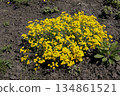 Flowering of a golden alyssum or Aurinia saxatilis. 134861521