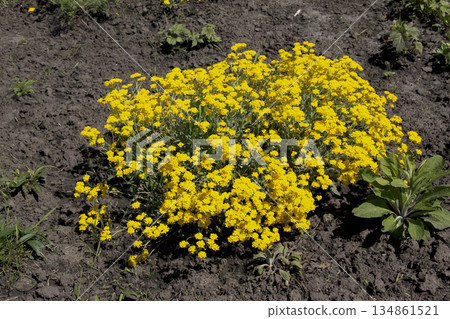 Flowering of a golden alyssum or Aurinia saxatilis. Flowering of a golden alyssum or Aurinia saxatilis. 134861521
