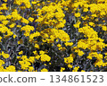 Aurinia saxatilis in spring time. Yellow golden-tuft madwort or rock madwort blossom in garden. Basket of the Gold flowers, close up. Full bloom background 134861523