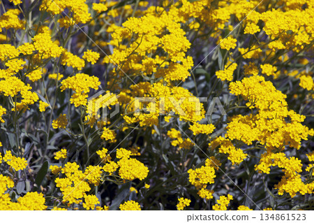 Aurinia saxatilis in spring time. Yellow golden-tuft madwort or rock madwort blossom in garden. Basket of the Gold flowers, close up. Full bloom background Aurinia saxatilis in spring time. Yellow golden-tuft madwort or rock madwort blossom in garden. Basket of the Gold flowers, close up. Full bloom background 134861523