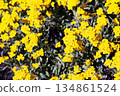 Aurinia saxatilis in spring time. Yellow golden-tuft madwort or rock madwort blossom in garden. Basket of Gold flowers, close up. Full bloom background 134861524