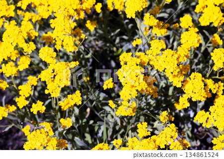 Aurinia saxatilis in spring time. Yellow golden-tuft madwort or rock madwort blossom in garden. Basket of Gold flowers, close up. Full bloom background 134861524