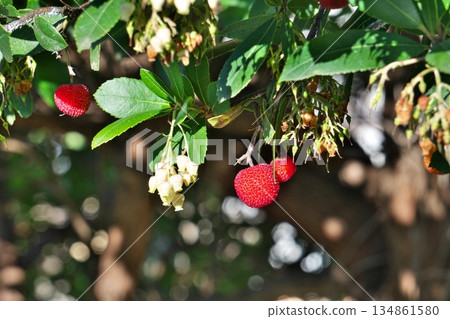 紅草莓果實(冬季,十二月) 紅草莓果實(冬季,十二月) 134861580