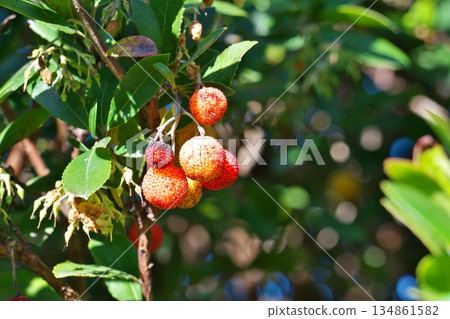 紅草莓果實（冬季，十二月） 134861582